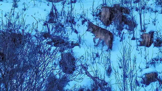 Der Saarländer Patrik Wagner hat bei seinem Schwarzwald-Urlaub an Weihnachten 2017 bei Vöhrenbach diesen Wolf gesichtet und ...