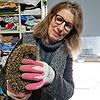 Manuela Martin von den Igelhilfe in Eigeltingen mit einem kranken Igel: Aktuell betreut sie hier 65 verletzte und kranke Tiere. Im ...
