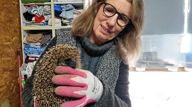 Manuela Martin von den Igelhilfe in Eigeltingen mit einem kranken Igel: Aktuell betreut sie hier 65 verletzte und kranke Tiere. Im ...