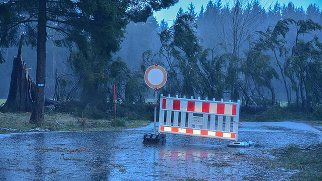 Blick in die St. Georgener Feldbergstraße am frühen Morgen: Sturm &bdquo;Sabine&ldquo; hat hier zahlreiche Bäume geknickt.