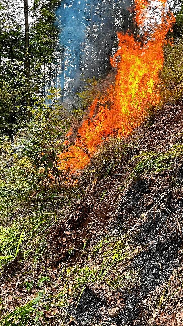 Schwieriges Gelände: An einem Steilhang im Wehrer Wald probte die Feuerwehr einen Einsatz.