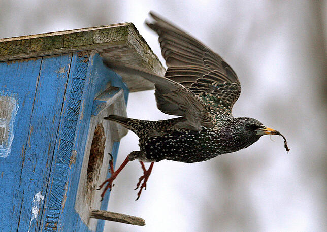 Bild 5: Anleitung: Das fressen die verschiedenen Vogelarten in unserer Region