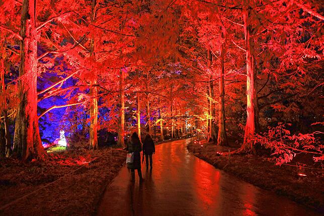 Bild 18: Insel Mainau: Bilder vom Start des Christmas Garden 2023 - Teil 1