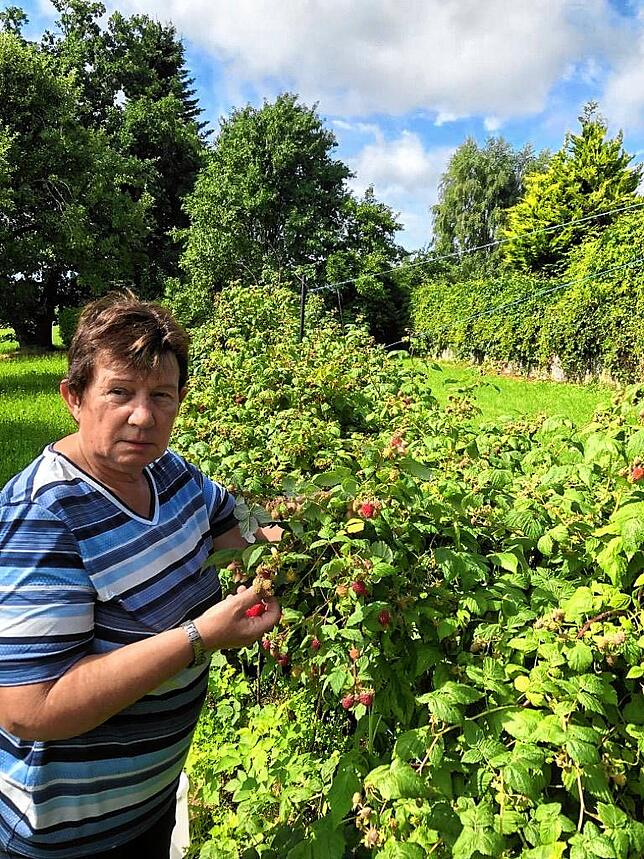 Irmgard Schraudolf pflückt im Beerengarten die Sommerhimbeeren für den Himbeergeist.