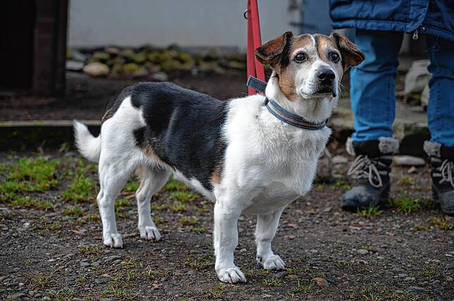 Beagle-Mix Benji versteht sich gut mit Artgenossen und hofft, auf ein Herrchen oder Frauchen mit Hunde-Erfahrung.