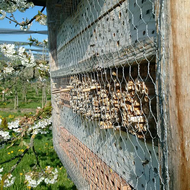 Nisthilfen für Bienen sind leicht selbst zu basteln.