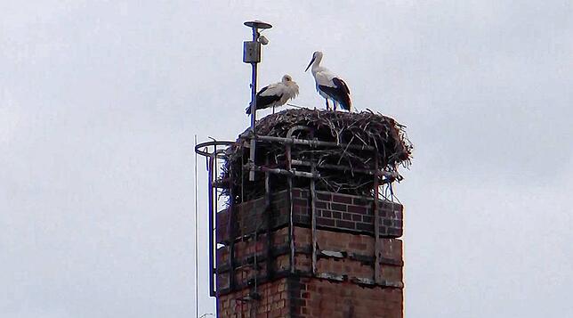 Bodo mit Partnerin in dem Storchenhorst in Mügeln.