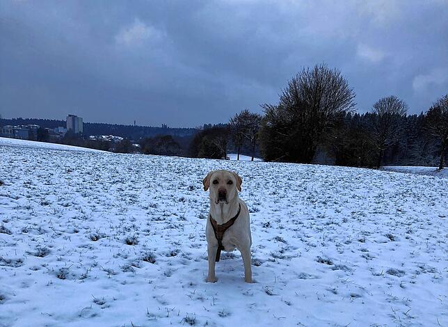 Bild 1: Diese Frau kämpft gegen eine höhere Hundesteuer - Petition