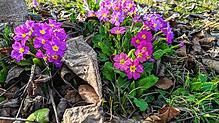 Der warme Februar lässt die ersten Blumen blühen.