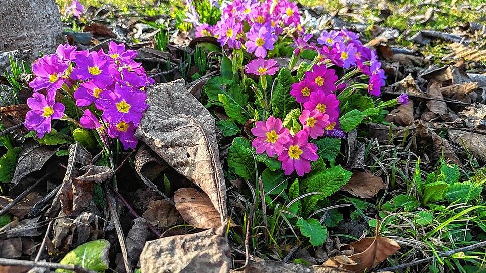 Der warme Februar lässt die ersten Blumen blühen.