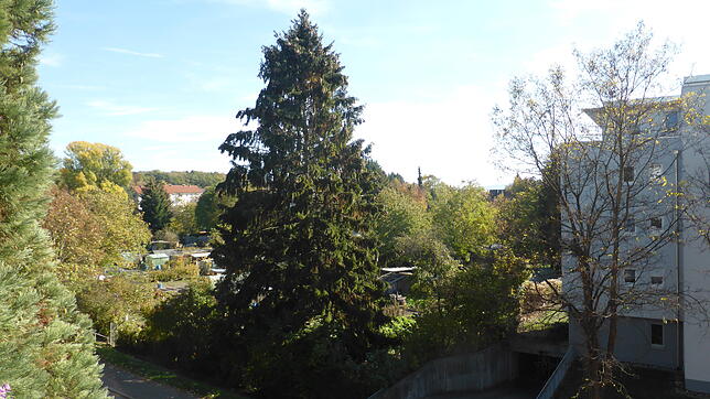 Die Kleingärten in der Knöpfleswies
