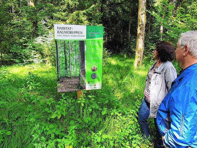 Habitat oder Totholzbäume haben eine besondere Funktion im Wald.
