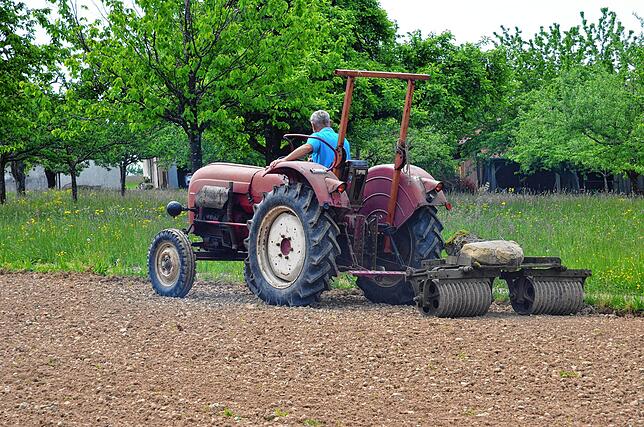 Bild 12: Neue Blühwiese in Markdorf: Wie die Blumen auf die Wiese kommen