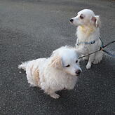 Hund Marley (rechts), hier im Bild mit Mama July, hat den Brand zuerst gerochen und wollte nach draußen.