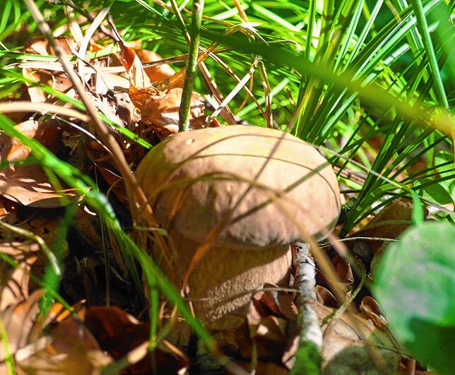 Dieser junge Fichtensteinpilz versteckt sich zwischen Gras und Laub.