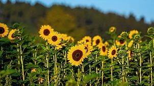 Sonnenblumen werden im Morgenlicht von der Sonne angestrahlt. (Symbolbild)