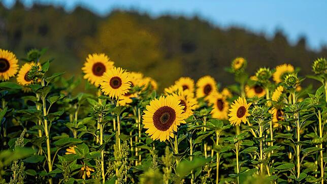 Sonnenblumen werden im Morgenlicht von der Sonne angestrahlt. (Symbolbild)