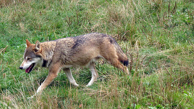 Wolf Wer hat den Wolf gesehen? Vor zwei Wochen in Kirchen-Hausen und wenige Tage später in den Geisinger Bergen. Seither war keine ...