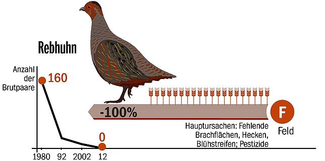 Vogelwelt_online_Rebhuhn