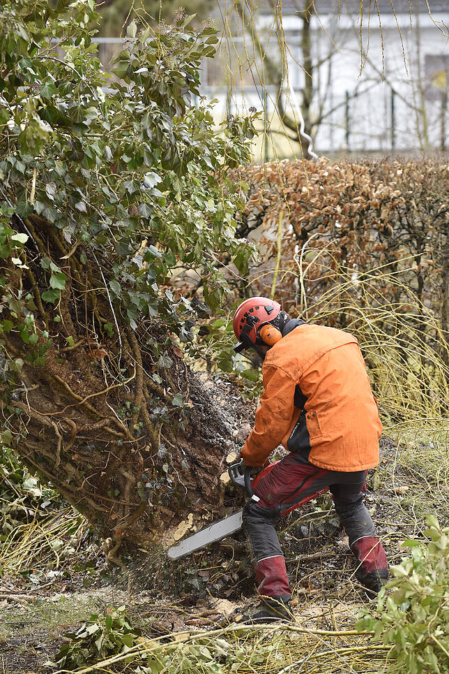 Bild 7: Den Baum am Haken: In Haus gekrachter Baum in der Donaueschinger Straße wird mit dem großem Kran entfernt