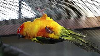 Vogelausstellung in Oberlauchringen