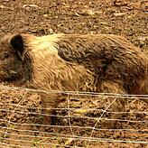 Auf dem Campus Galli gibt es immer etwas zu sehen. Nicht nur die Baustelle, auch die Tiere locken Besucher an – zum Beispiel das ...