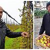 Links Michael Koch an Apfelbäumen mit der Sorte Idared. Rechts ist Uwe Specht mit einer Kiste Jonagold-Äpfel zu sehen.
