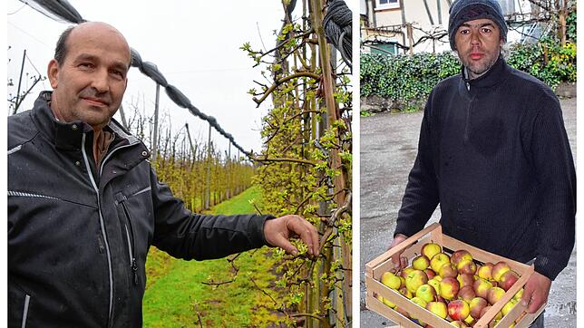Links Michael Koch an Apfelbäumen mit der Sorte Idared. Rechts ist Uwe Specht mit einer Kiste Jonagold-Äpfel zu sehen.