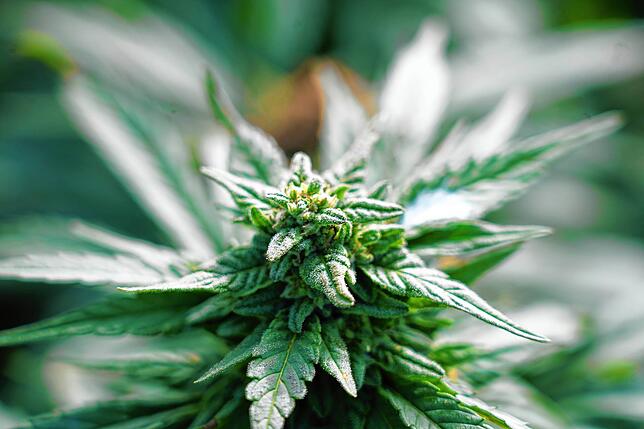 Kaum zu erkennen: Auf der Oberseite der Blätter sind Trichome zu sehen &ndash; kleine pilzförmige Drüsen. Sie erzeugen ein Harz, das ...