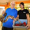 Reptilienhaus-Chef Peter Kisser (links) mit dem Boa-constrictor-Vater Snape und Mitarbeiterin Renate Hug mit den 42 Babys.