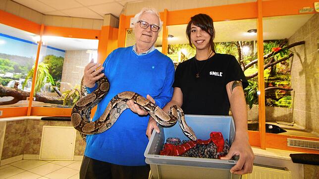 Reptilienhaus-Chef Peter Kisser (links) mit dem Boa-constrictor-Vater Snape und Mitarbeiterin Renate Hug mit den 42 Babys.