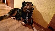 Zappa spielt mit seinem Seilknochen. Für Hundebesitzer in Immendingen wird die Hundehaltung bald schon teurer: Nach 19 Jahren hebt die ...