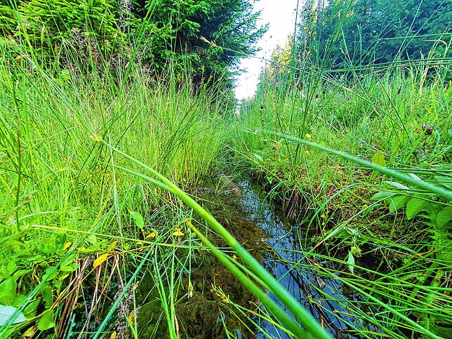 Viel Wasser rinnt aus den Wäldern in die Bäche Mitte Juli. Trotz vieler Abflussgräben wie hier bei Tannheim: In den Bächen kommt nicht ...