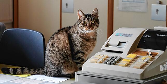 Kater Felix darf im Büro des Tierschutzheims wohnen. Auch er ist noch auf der Suche nach einem neuen Zuhause.