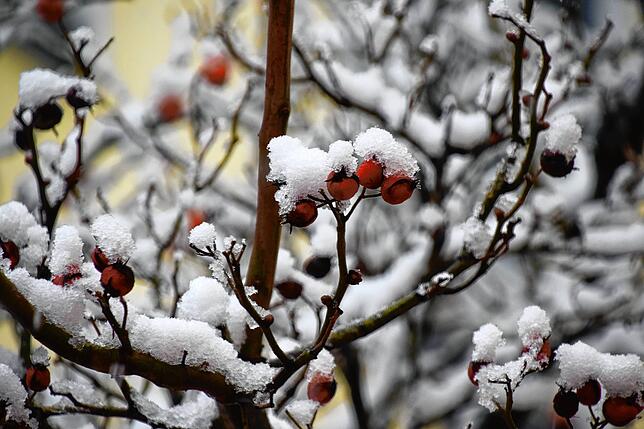 Verschneite Beeren an einem Baum.