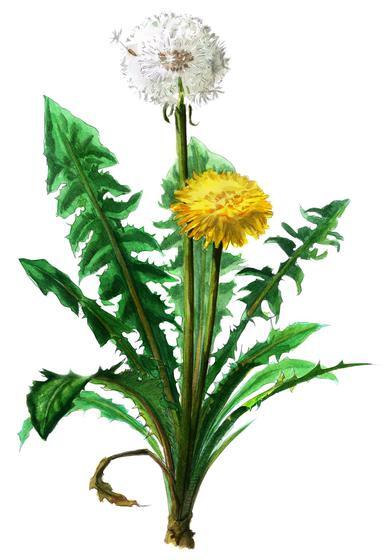 NATURWISSEN