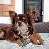 Die Chihuaha-Dame Pauline ist fast neun Jahre alt und wurde aus dem Tierschutz adoptiert. Bei den Krämers hat sie ein gemütliches Heim ...