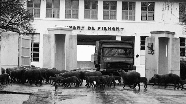1977: Achtung &ndash; Schafe kreuzen: Die Tiere zeigen beim Auszug der französischen Soldaten wenig Respekt und blockierten ...