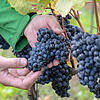 Winzer Lorenz Keller prüft die Trauben, die für einen Premiumwein vorgesehen sind. Per Handlese werden nur die besten Früchte eingesammelt.