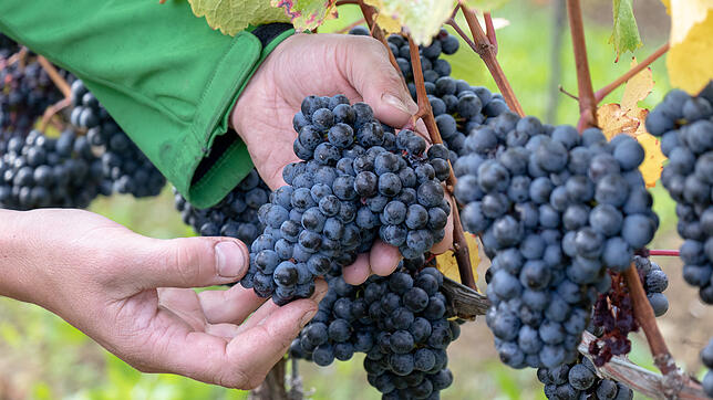 Winzer Lorenz Keller prüft die Trauben, die für einen Premiumwein vorgesehen sind. Per Handlese werden nur die besten Früchte eingesammelt.