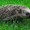 Ein Igel auf einer Wiese. (Symbolbild) Die Schaffhauser Polizei hat einen Igel befreit, der in einem Rohr steckenblieb.