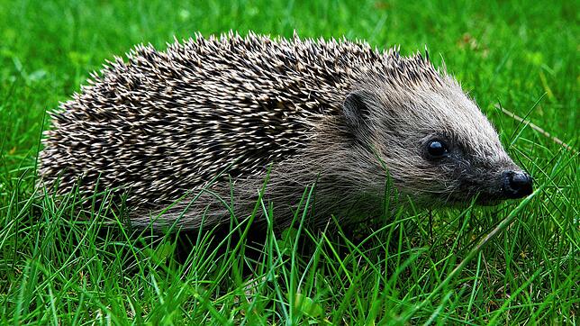 Ein Igel auf einer Wiese. (Symbolbild) Die Schaffhauser Polizei hat einen Igel befreit, der in einem Rohr steckenblieb.