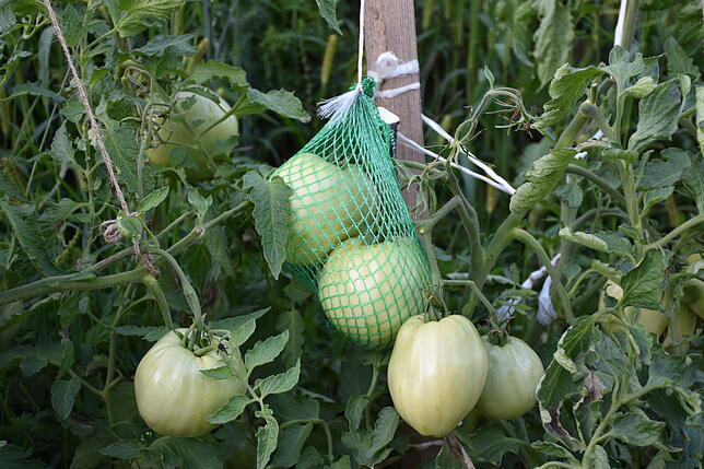 Die Tomaten der Sorte Ochsenherz sind schon so groß, dass sie gestützt werden müssen. Sonst brechen die Zweige, an denen sie wachsen.
