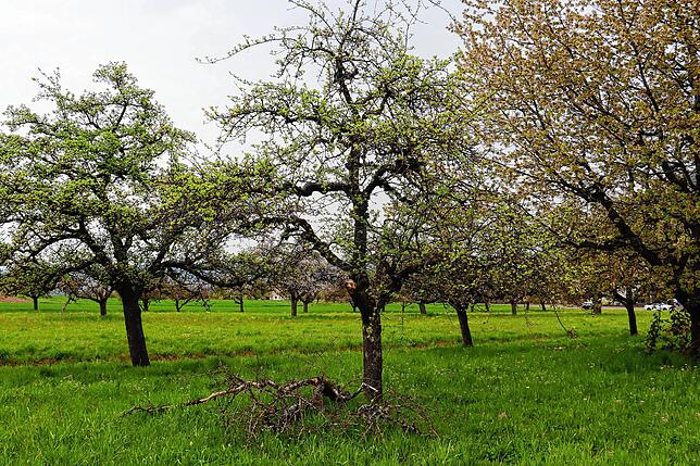 Bild 2: Streit um das Freiwiesle: So sieht die Streuobstwiese aktuell aus