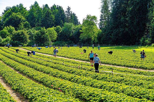 Bild 15: Sommerzeit ist Erdbeerzeit