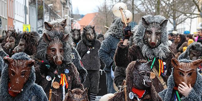 Wollige Wildschweine: Immer zur Fasnachtszeit erscheint die Rotte der Konstanzer Keiler im Stadtgebiet und mischt sich unter das Volk.