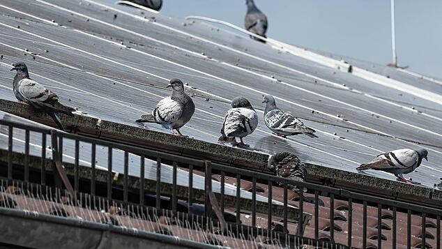 Tauben in der Radolfzeller Nordstadt. Die Umwelt- und Klimaschutzbeauftragte bei der Stadt Radolfzell, Sindy Bublitz, beobachtet eine ...