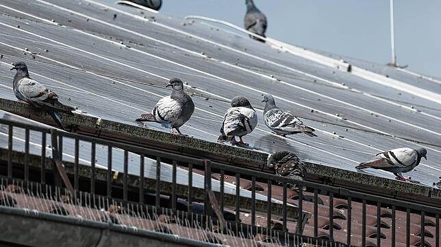Tauben in der Radolfzeller Nordstadt. Die Umwelt- und Klimaschutzbeauftragte bei der Stadt Radolfzell, Sindy Bublitz, beobachtet eine ...