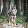 Ein Wolf (Canis Lupus Lupus) steht in einem Gehege des Biotopwildpark Anholter Schweiz in Nordrhein-Westfalen (Archivbild). Die Tiere ...