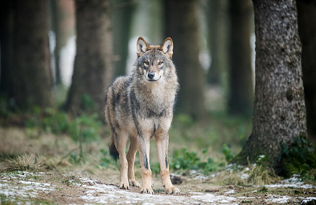 Ein Wolf (Canis Lupus Lupus) steht in einem Gehege des Biotopwildpark Anholter Schweiz in Nordrhein-Westfalen (Archivbild). Die Tiere ...